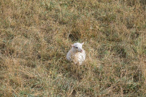 Lamb in Grass on Pasture