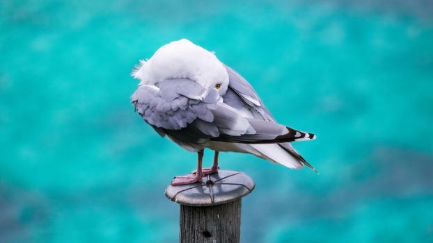 A seagull preening its feathers while standing on a wooden pole against a vibrant turquoise sea background.