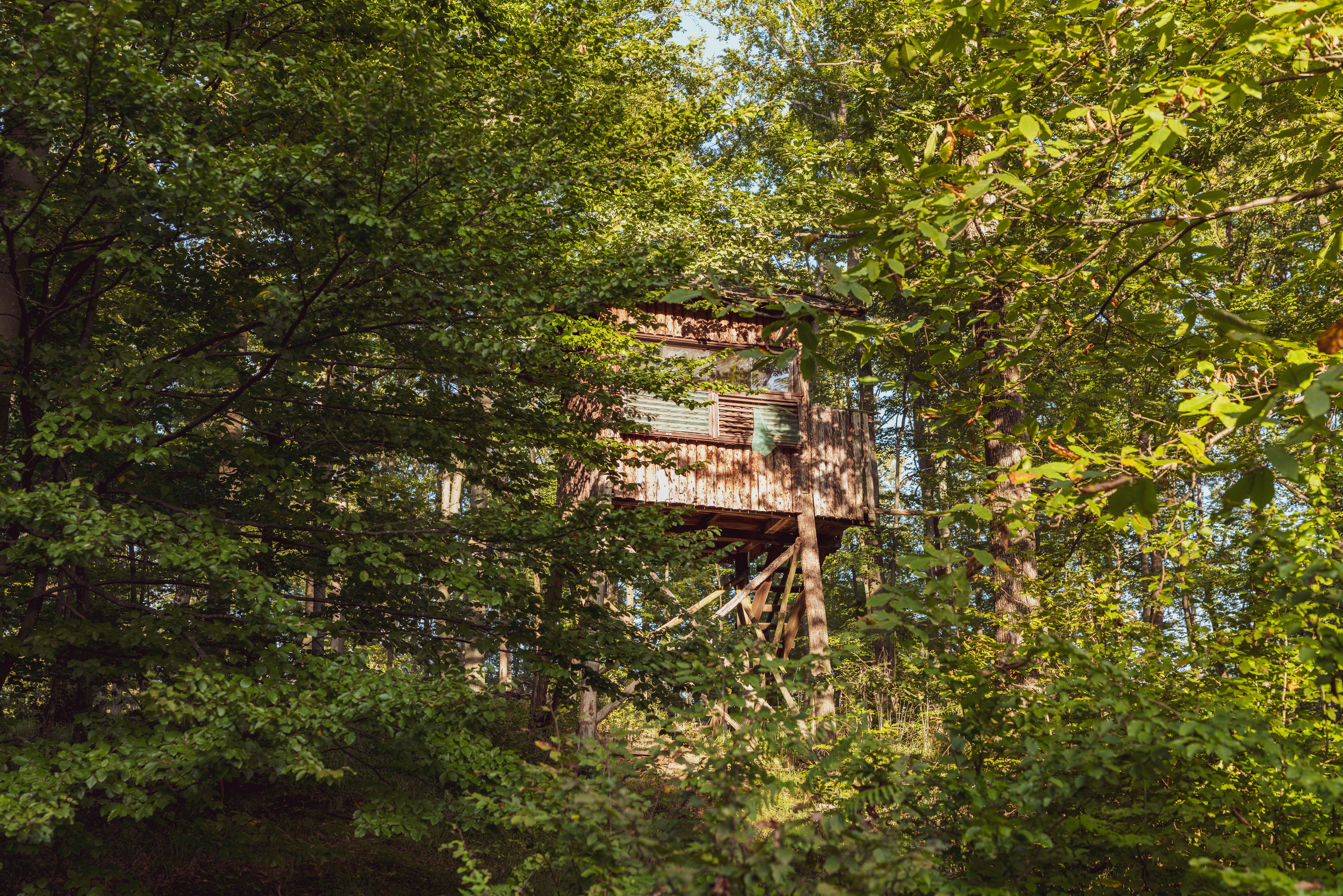 Photos gratuites de arbres, architecture rustique, auvent