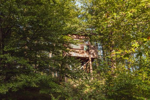 Free A scenic wooden observation tower surrounded by lush green foliage in a summer forest. Stock Photo