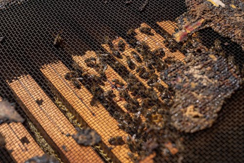 Close-up of Bees in a Beehive 