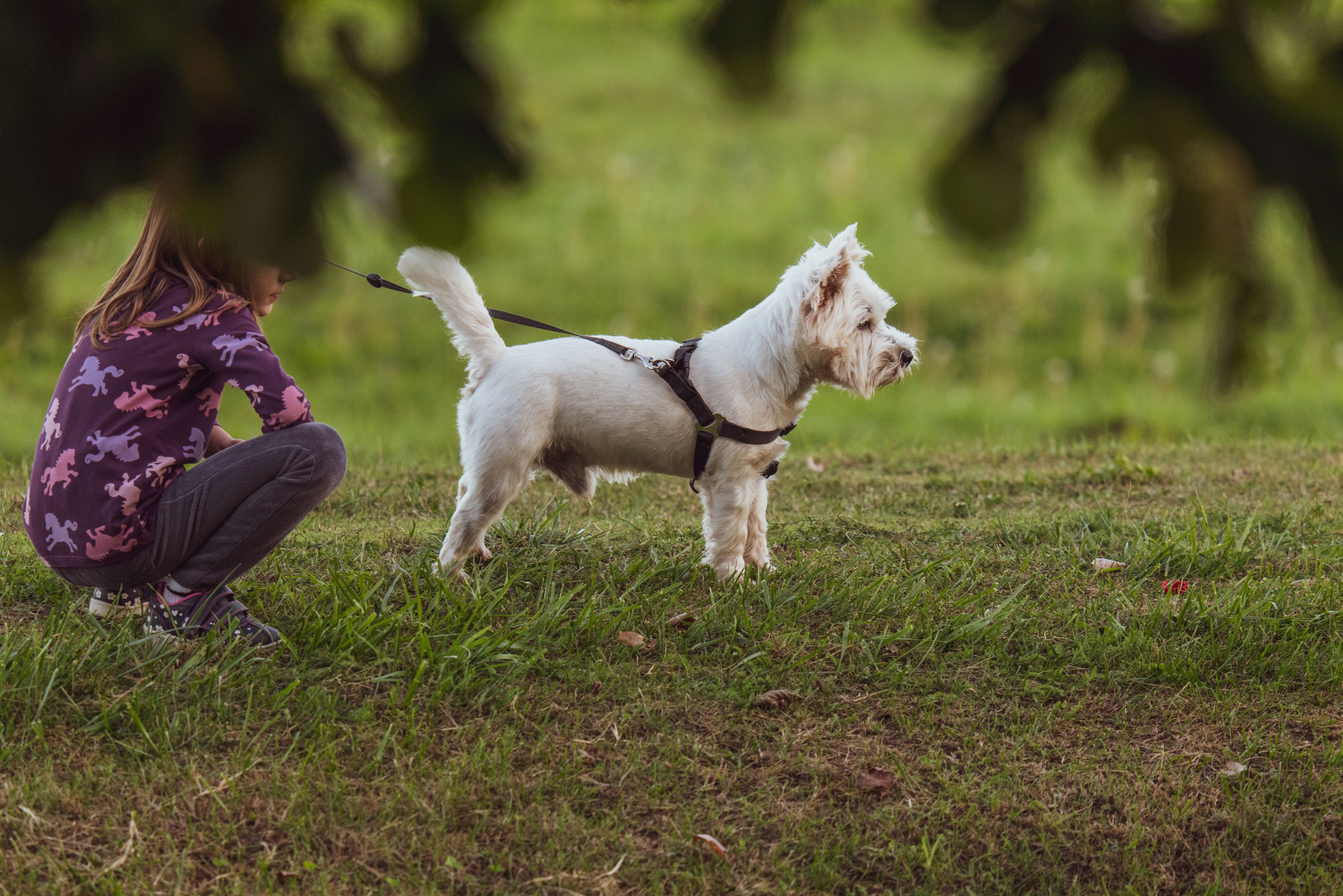 Illustration, répulsif pour empêcher un chien de creuser