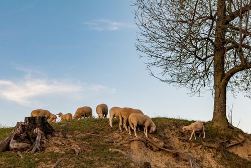 Free A peaceful rural scene with sheep grazing on a hill under a clear blue sky in Podgarić, Croatia. Stock Photo