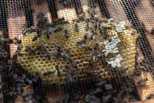 Darmowe zdjęcie z galerii z miód, plaster miodu, pszczelarstwo