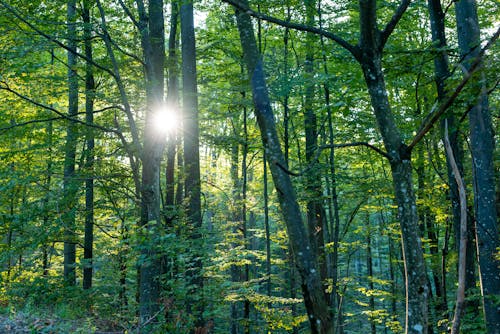 Sunlight Shining Through Trees in Woods