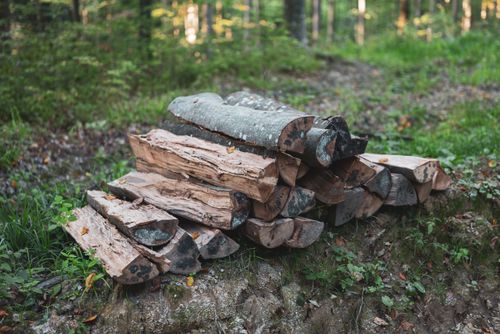 Free Firewood stack in a serene forest setting, showcasing natural textures. Stock Photo
