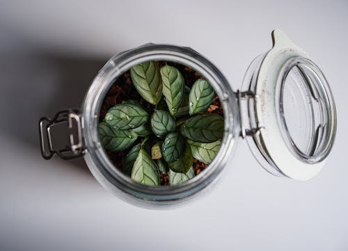 Glass Jar with Herbal Tea