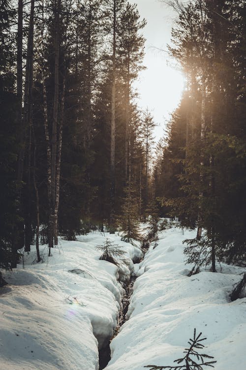 Stream in a Snow Covered Forest