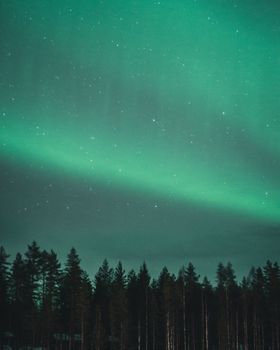 Capturing the stunning aurora borealis illuminating a silhouette of trees, a breathtaking night sky display.