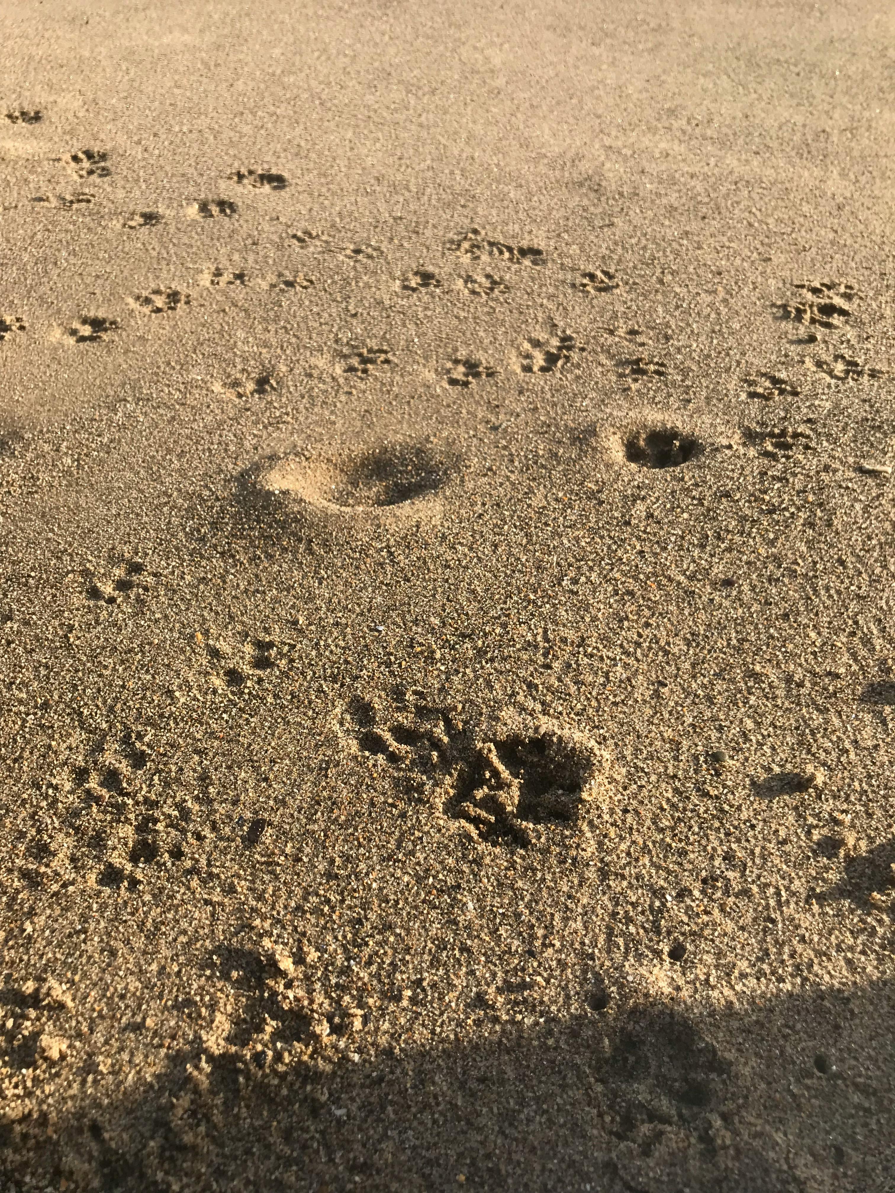 Free stock photo of beach, paw prints, Paw prints in the sand