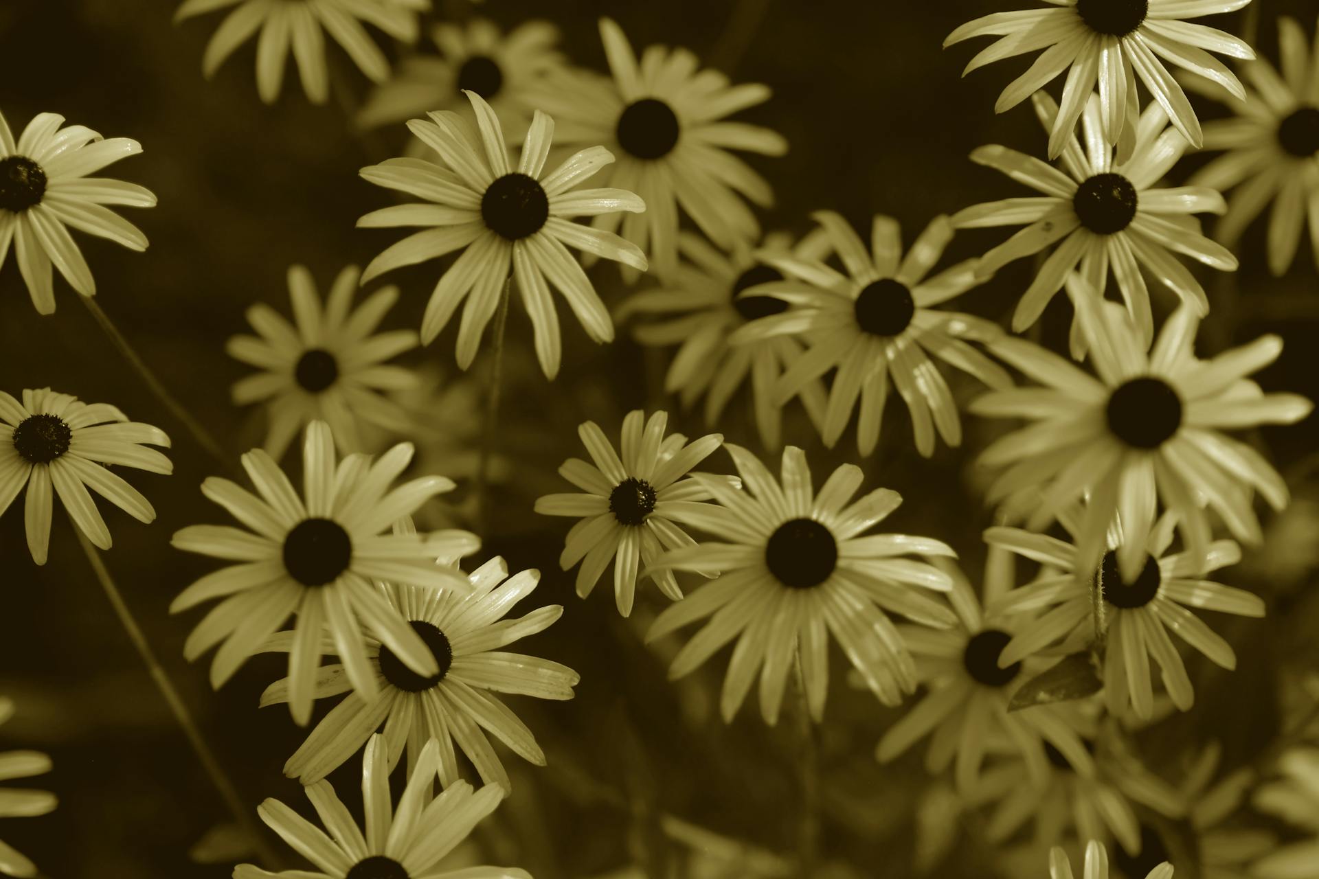 Artistic close-up of Black-Eyed Susan flowers in sepia tone, showcasing nature's beauty.