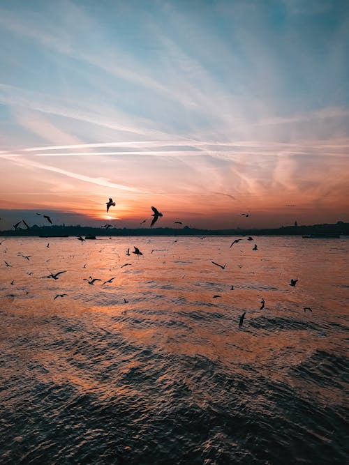 Základová fotografie zdarma na téma fotografování zvířat, istanb, Istanbul