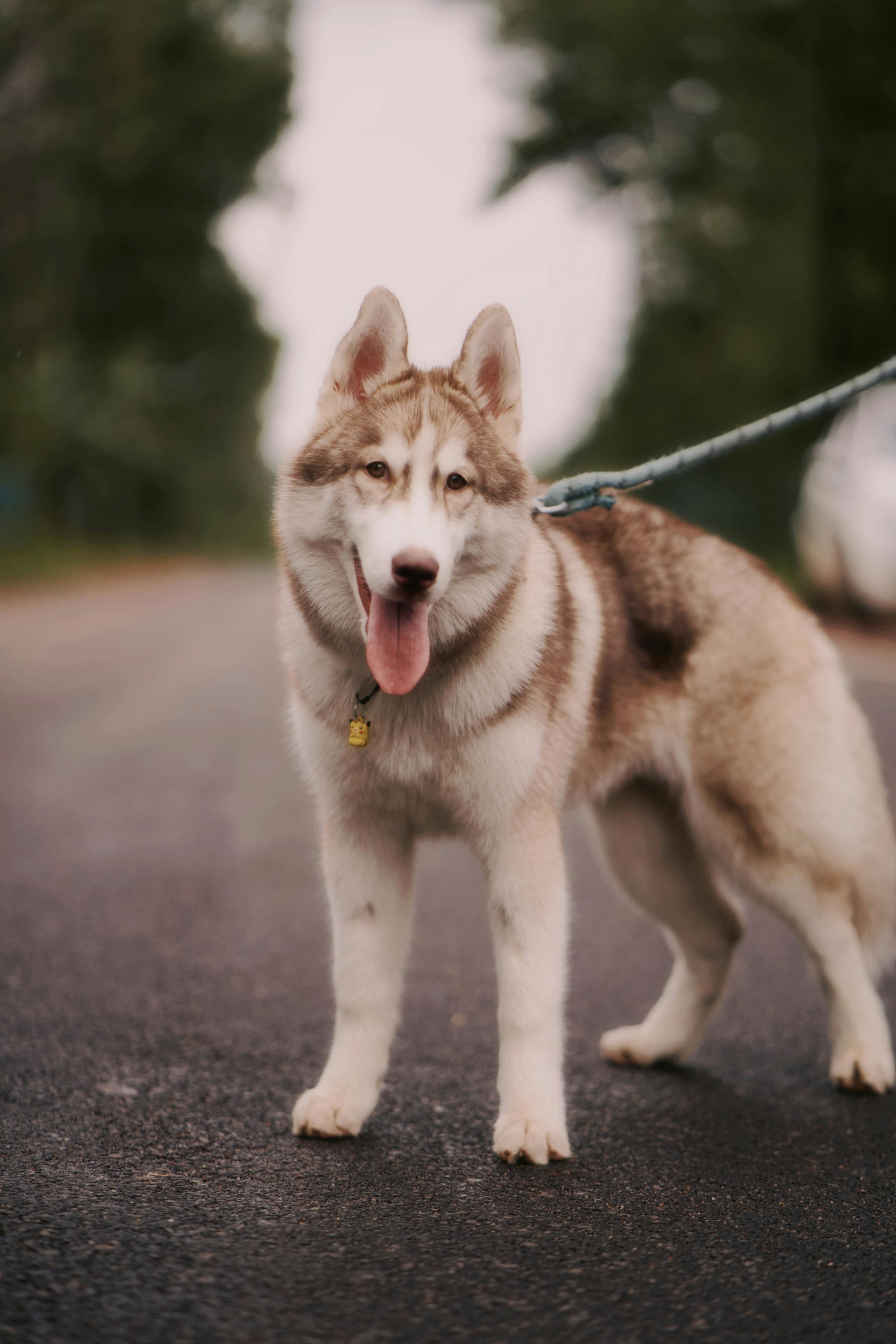 Husky Shedding Photos, Download The BEST Free Husky Shedding Stock