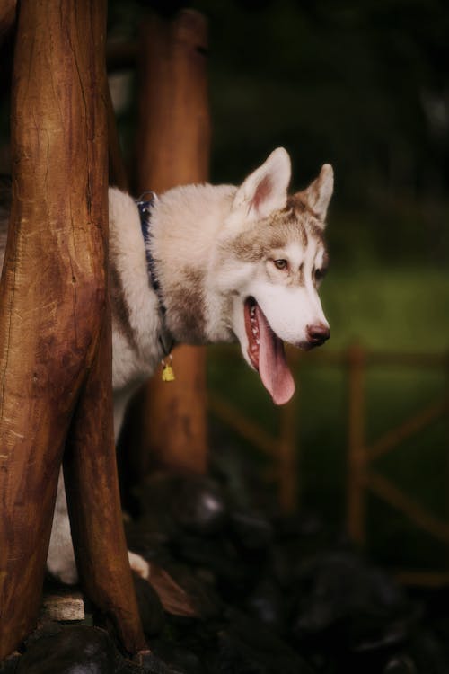 動物攝影, 垂直拍攝, 好奇的 的 免費圖庫相片