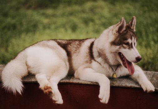 A fluffy Siberian Husky lying on a stone ledge with a grassy background.