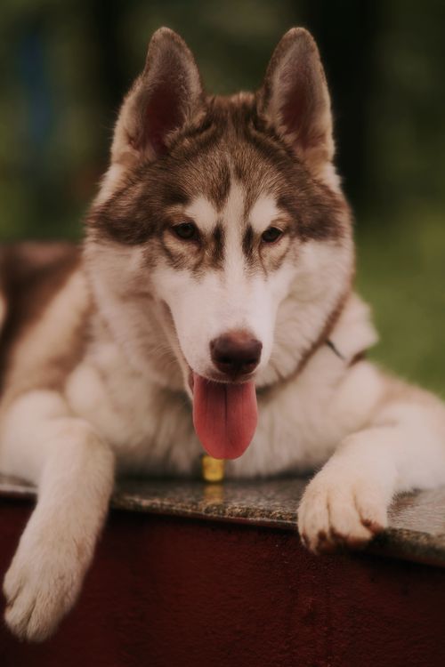 Free Adorable Siberian Husky with tongue out, resting peacefully outdoors. Stock Photo