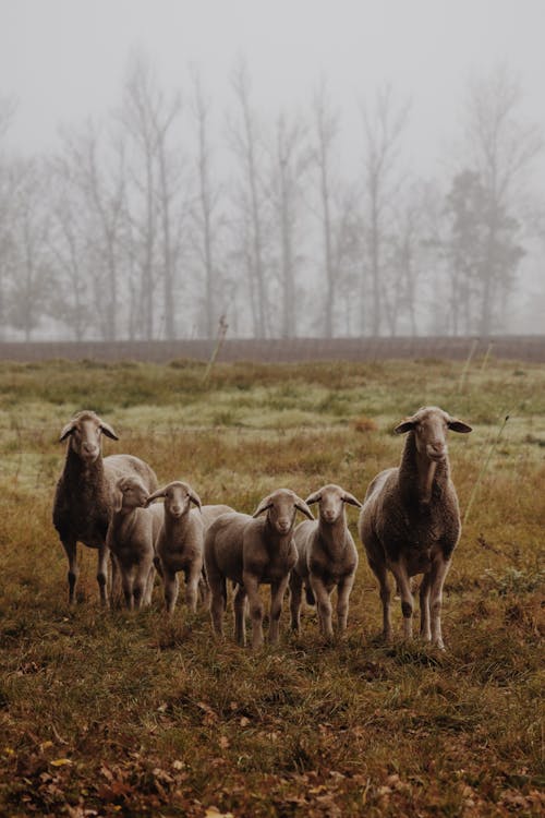 Sheep and Lambs on Pasture