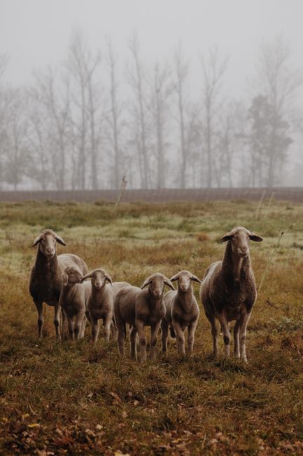 A flock of sheep standing on a misty grassland with trees in the background.