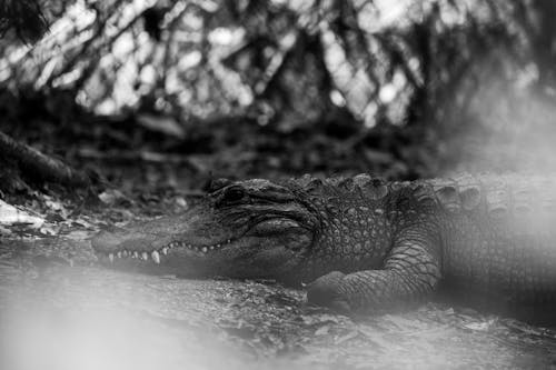 Alligator Lying on the Shore