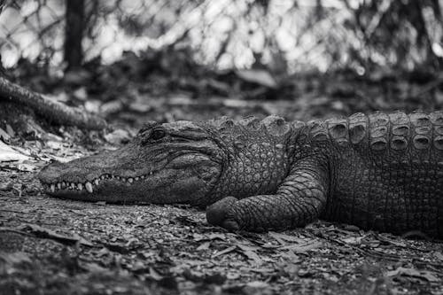 Alligator Lying in the Zoo Enclosure