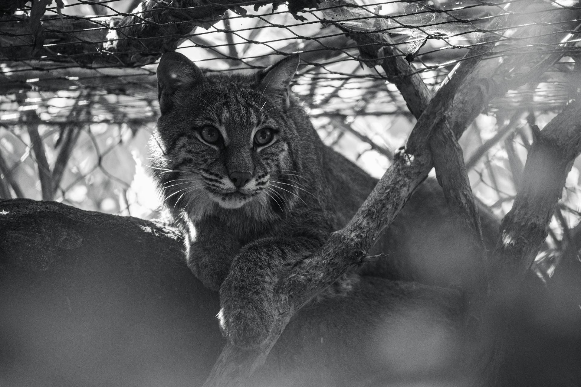 Bobcat Lying Between the Branches in the Zoo Enclosure