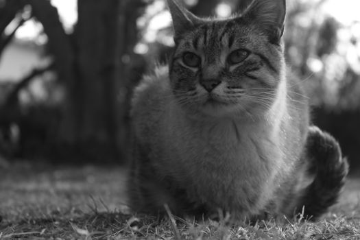 A serene black and white portrait of a cat resting on grass, highlighting its calm demeanor.