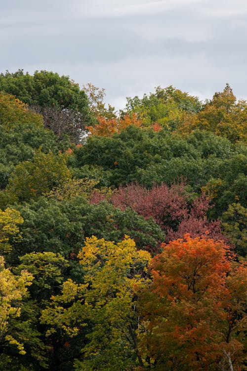 Immagine gratuita di alberi, autunno, bellezza