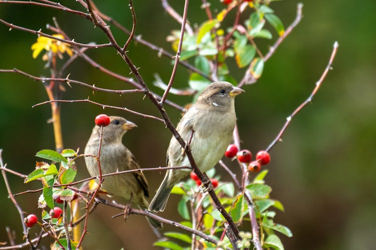 Close Up Of Small Birds