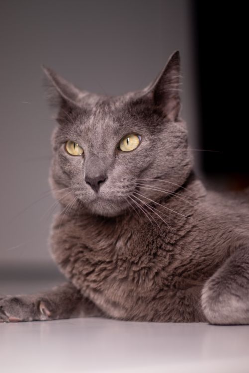 Free Elegant gray cat lying down with a focused gaze on a neutral backdrop in indoor setting. Stock Photo