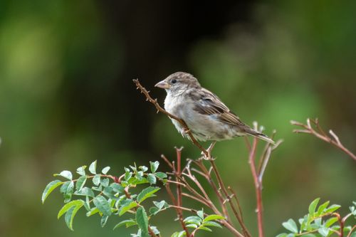 Free A sparrow perches gracefully on a branch against a lush green backdrop. Stock Photo