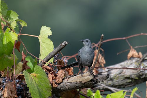 Gray Catbird Perching on Branch