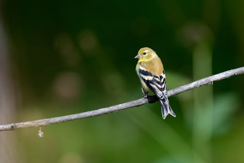 Základová fotografie zdarma na téma american goldfinch, detail, fotografie divoké přírody