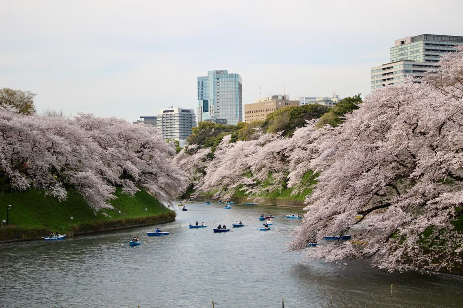 Chidorigafuchi Boat 2026: Cherry Blossom Row Boat Booking Guide (Meguro & Ueno Also)