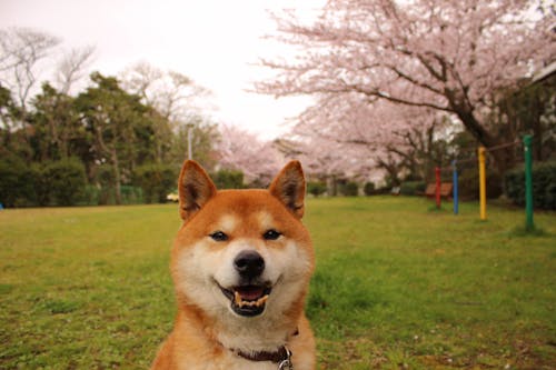 Portrait of Shiba Inu Dog
