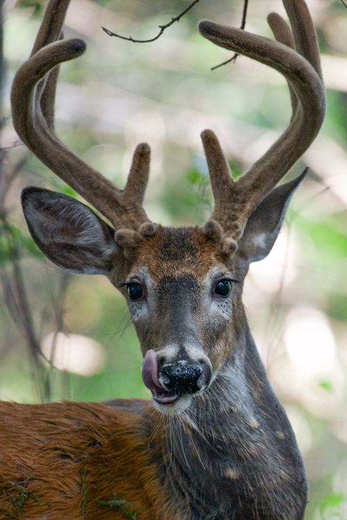 Free Detailed close-up of a buck with antlers in the forest, showcasing nature's beauty. Stock Photo