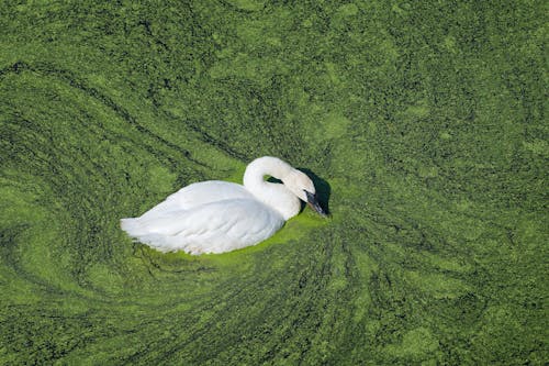 Základová fotografie zdarma na téma bílý pták, fotografie divoké přírody, fotografování zvířat