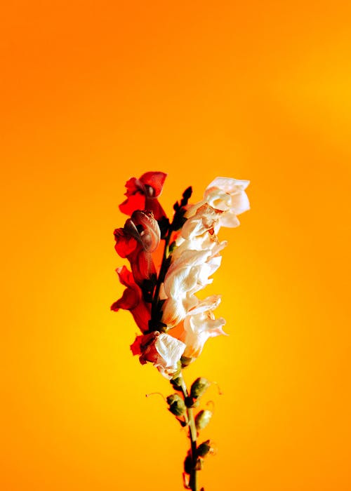 Flowers against Orange Background 