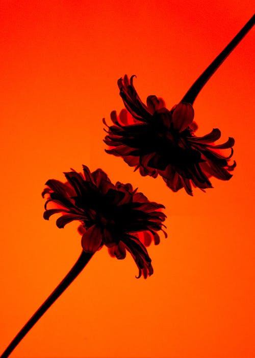Two Flowers against Orange Background 