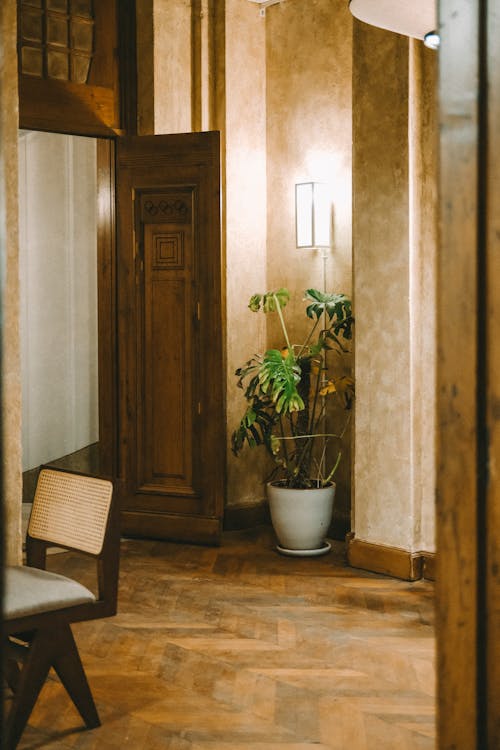 Potted Plant in a Room 