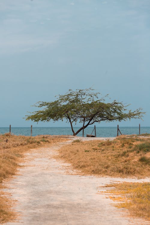 Footpath towards Tree on Sea Shore