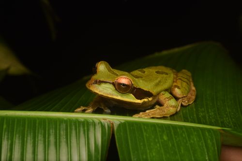Free A vivid close-up of a green tree frog resting on a lush leaf, highlighting its vibrant colors. Stock Photo