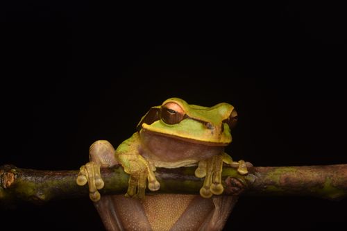 Free Detailed image of a tree frog clinging to a branch with a black background. Stock Photo