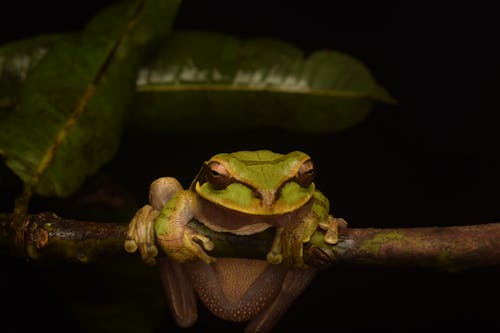 Close-up of a Frog Sitting on a Branch 
