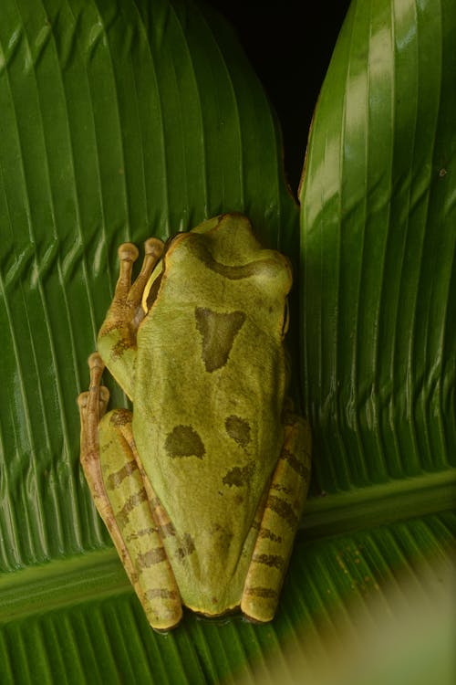 Masked Tree Frog on a Leaf