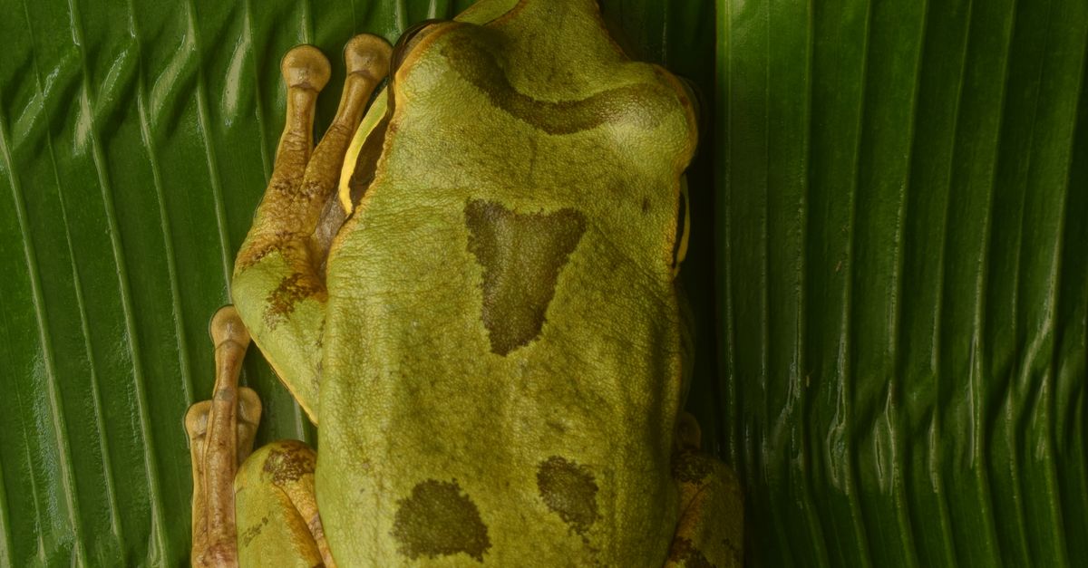 Masked Tree Frog on a Leaf · Free Stock Photo