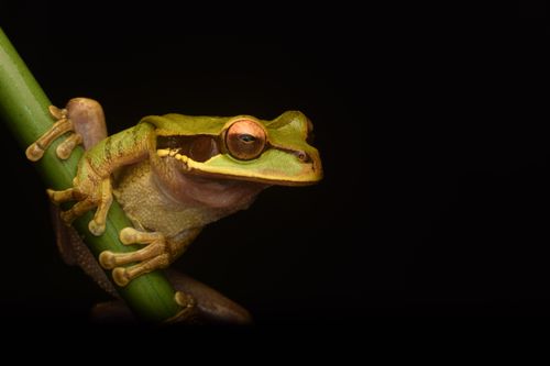 Free Detailed close-up of a vibrant green tree frog perched on a branch against a dark background. Stock Photo