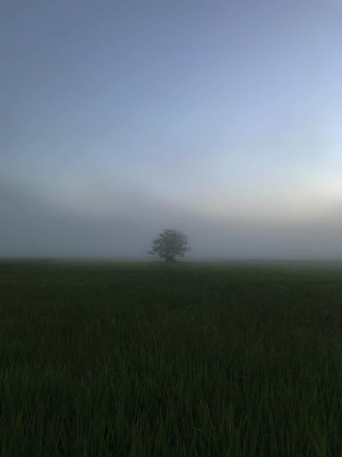 Rural Field and Single Tree behind