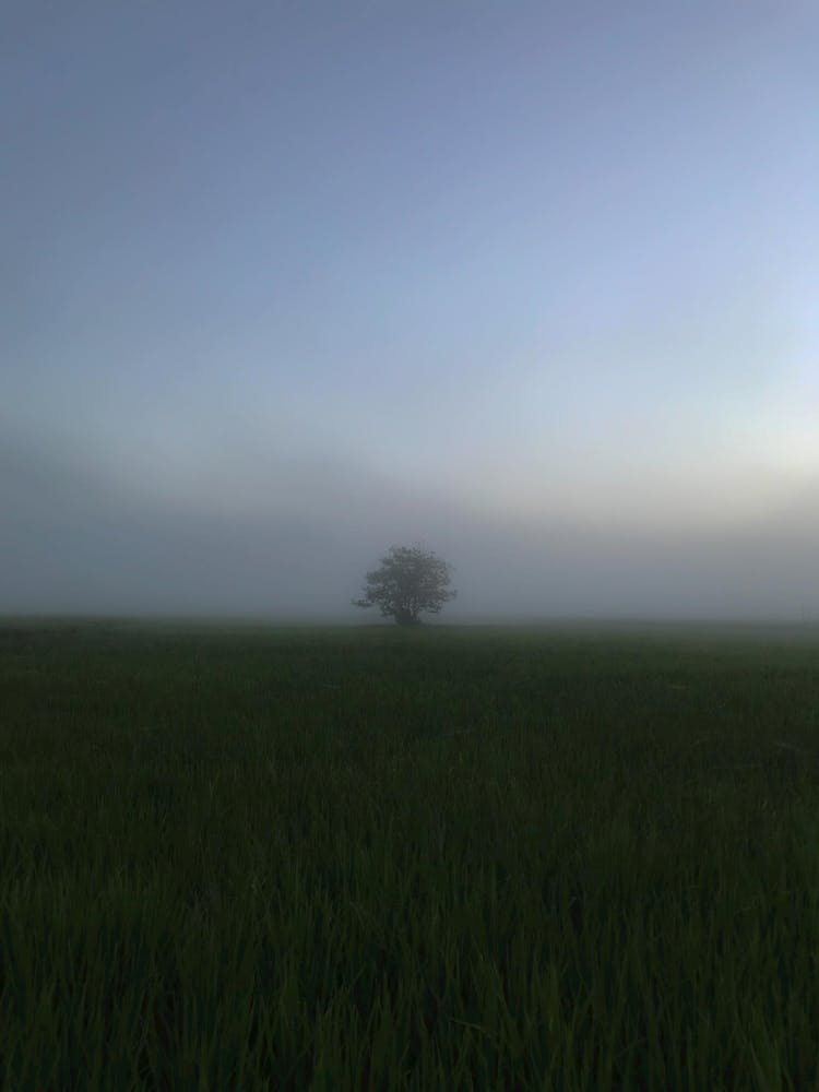 Rural Field And Single Tree Behind