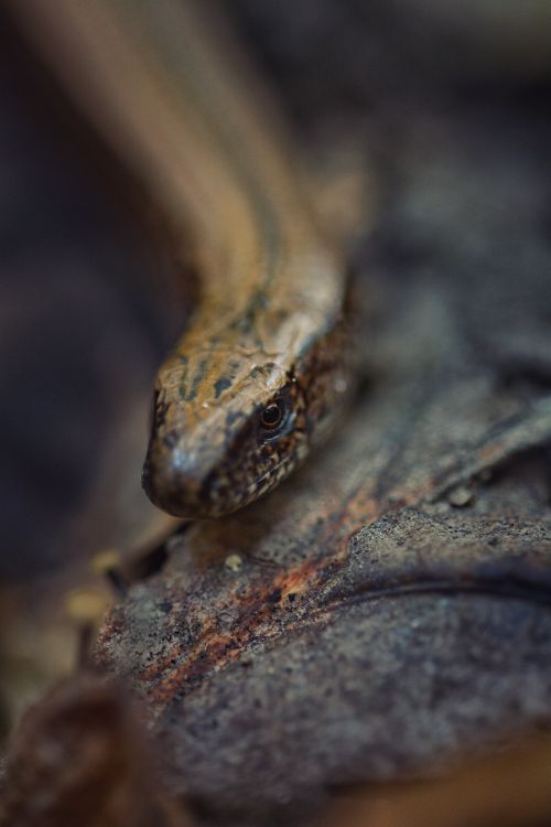 Free Detailed close-up of a slow worm (Anguis fragilis) on forest floor. Stock Photo