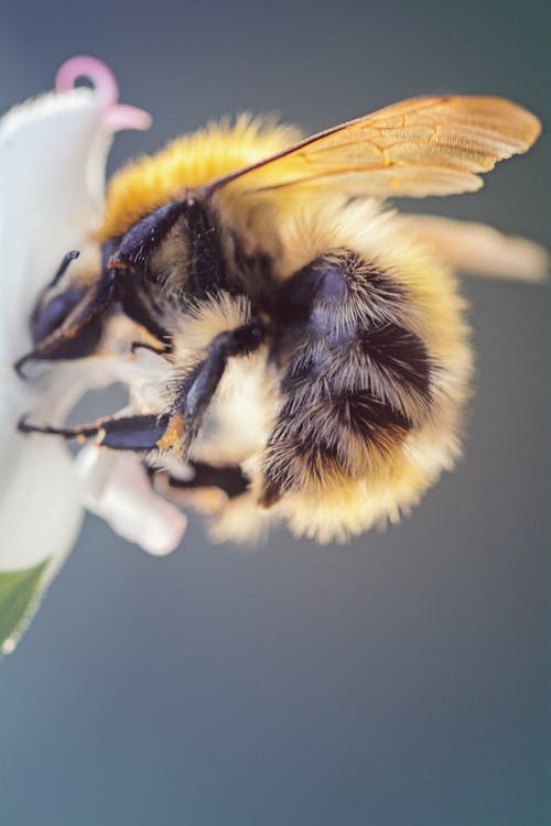 Безкоштовне стокове фото на тему «bombus pascuorum, бджола кардер звичайна, вертикальні постріл»